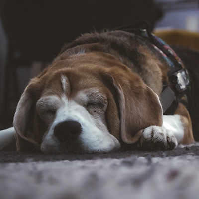 Dog sleeping at Kraayonz Studio